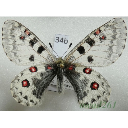 Parnassius epaphus subsp. beiki Bryk & Eisner, 1932 China34b